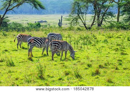 Pack of zebras grazing in savanna with green grass background
