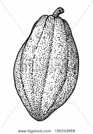 Cocoa pod illustration, drawing, engraving, ink, line art