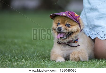 Pomeranian Wearing A Hat
