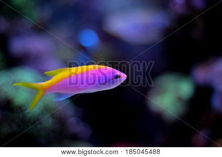 Evansi Athias Ocean fish in cora aquarium tank