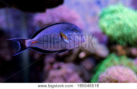 Sohal - the majestic surgeon fish in aquarium
