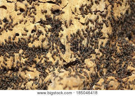 Ant colony on an old tree close up
