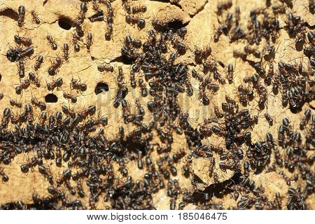 Ant colony on an old tree close up