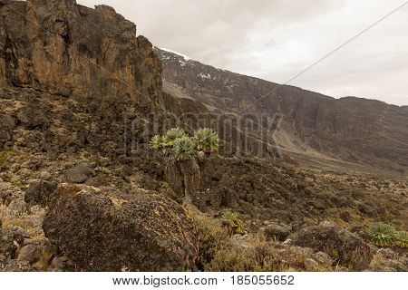 Track on Kilimanjaro on the Machame Route Whiskey. 3 day on the way