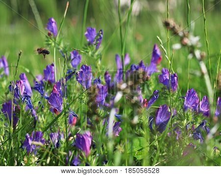 Violet Wild flowers - Vibrant color of the flowers of the field, on a sunny summer day, and a bee strolling among the flowers.
