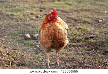 Traditional Portuguese Chicken from Barcelos a typical Red crest cock, created and fed outdoors, and another animals.