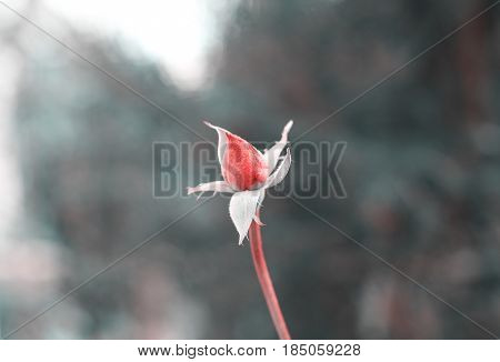 Isolate flower, red rose in black and white contrast. Symbol of love, calm and serenity.