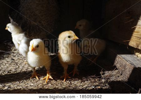 Lots of little chicks with their mama chicken in a cale at the agricultural farm.