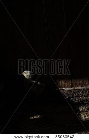 little chick in a cale at the agricultural farm.