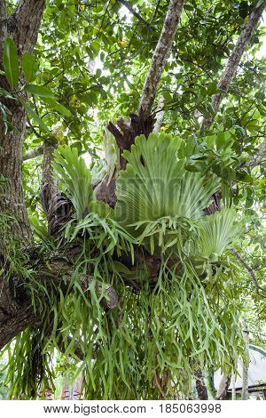 Platycerium is a genus of about 18 fern species in the polypod family Polypodiaceae. Ferns in this genus are widely known as staghorn or elkhorn ferns due to their uniquely shaped fronds.