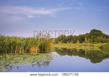 Lotus flowers on river Mincio_Italy_ during a sunny day.
