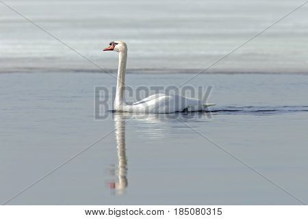 Graceful Swans On The River In Early Spring
