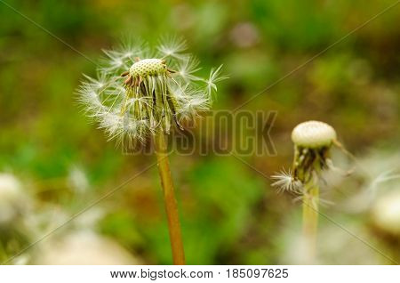 Spring Flowers Beautiful Dandelions In Green Grass.