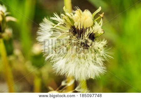 Spring Flowers Beautiful Dandelions In Green Grass.