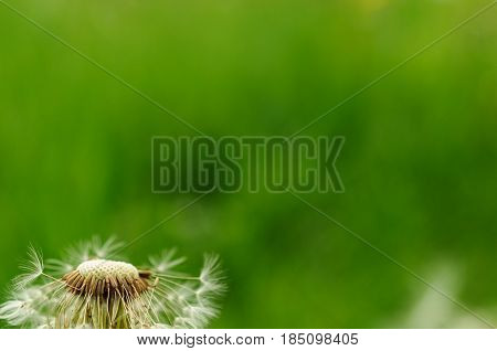 Spring Flowers Beautiful Dandelions In Green Grass.