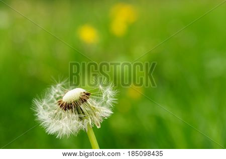Spring Flowers Beautiful Dandelions In Green Grass.