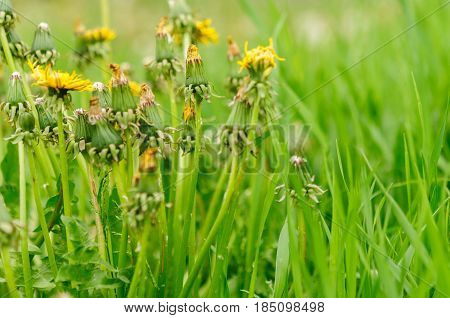 Spring Flowers Beautiful Dandelions In Green Grass.