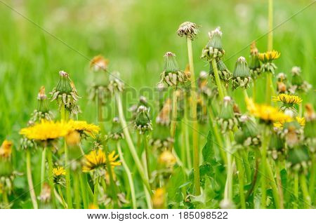 Spring Flowers Beautiful Dandelions In Green Grass.
