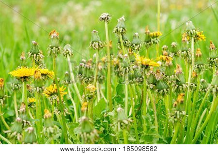 Spring Flowers Beautiful Dandelions In Green Grass.