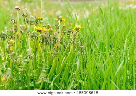 Spring Flowers Beautiful Dandelions In Green Grass.