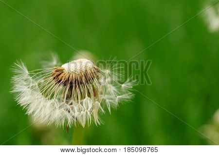 Spring Flowers Beautiful Dandelions In Green Grass.