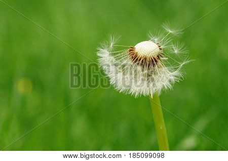 Spring Flowers Beautiful Dandelions In Green Grass.