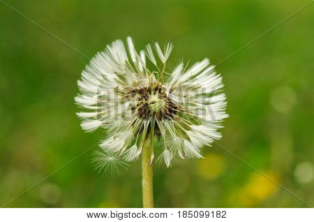 Spring Flowers Beautiful Dandelions In Green Grass.