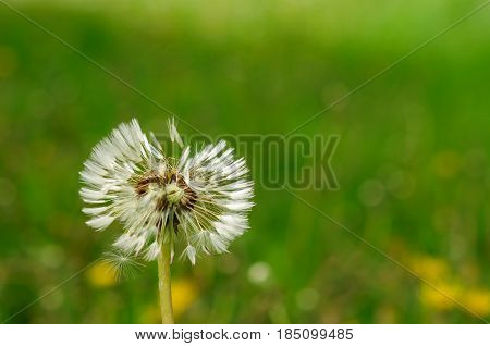 Spring Flowers Beautiful Dandelions In Green Grass.