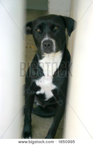 Perro en la libra 