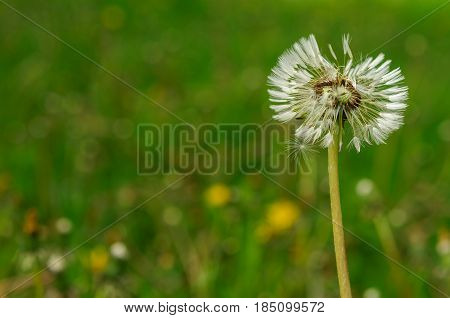 Spring Flowers Beautiful Dandelions In Green Grass.
