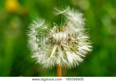 Spring Flowers Beautiful Dandelions In Green Grass.