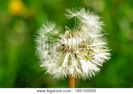 Spring Flowers Beautiful Dandelions In Green Grass.