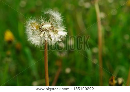 Spring Flowers Beautiful Dandelions In Green Grass.