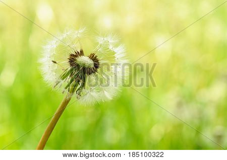 Spring Flowers Beautiful Dandelions In Green Grass.
