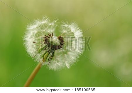 Spring Flowers Beautiful Dandelions In Green Grass.