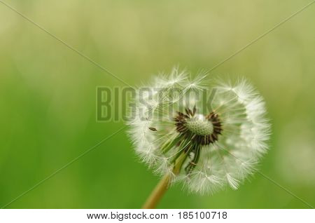 Spring Flowers Beautiful Dandelions In Green Grass.
