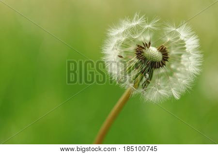 Spring Flowers Beautiful Dandelions In Green Grass.