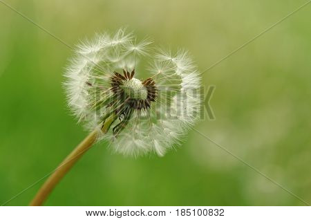 Spring Flowers Beautiful Dandelions In Green Grass.