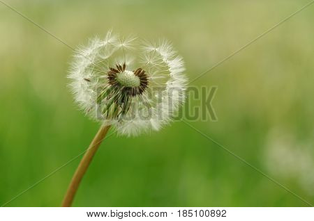 Spring Flowers Beautiful Dandelions In Green Grass.