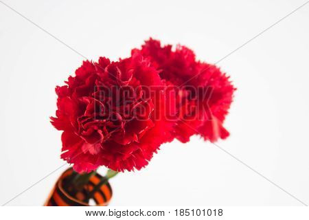 Three Red Cloves Tied With Saint George Ribbon On White