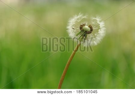 Spring Flowers Beautiful Dandelions In Green Grass.