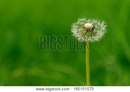 Spring Flowers Beautiful Dandelions In Green Grass.