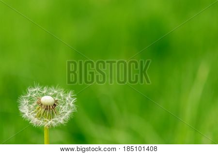 Spring Flowers Beautiful Dandelions In Green Grass.