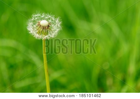 Spring Flowers Beautiful Dandelions In Green Grass.