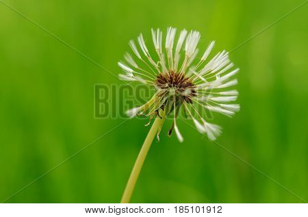 Spring Flowers Beautiful Dandelions In Green Grass.