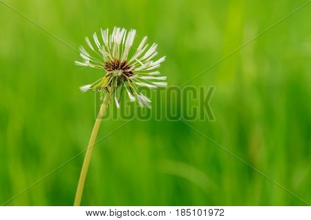 Spring Flowers Beautiful Dandelions In Green Grass.