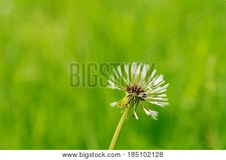 Spring Flowers Beautiful Dandelions In Green Grass.