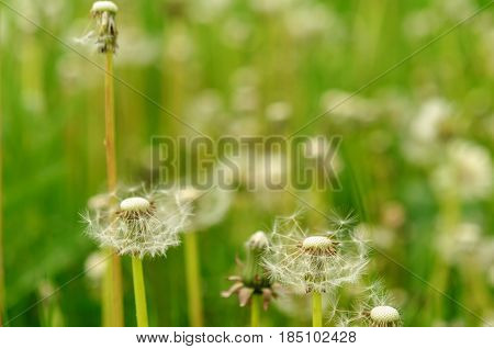 Spring Flowers Beautiful Dandelions In Green Grass.