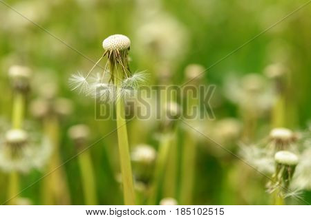 Spring Flowers Beautiful Dandelions In Green Grass.