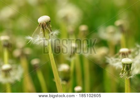 Spring Flowers Beautiful Dandelions In Green Grass.